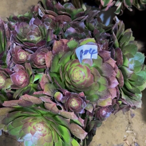红心万圣节朵朵114多肉不包断