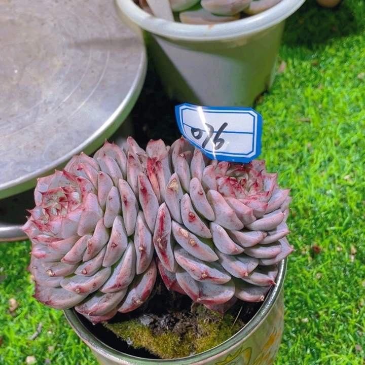 谢谢你的支持0000000076