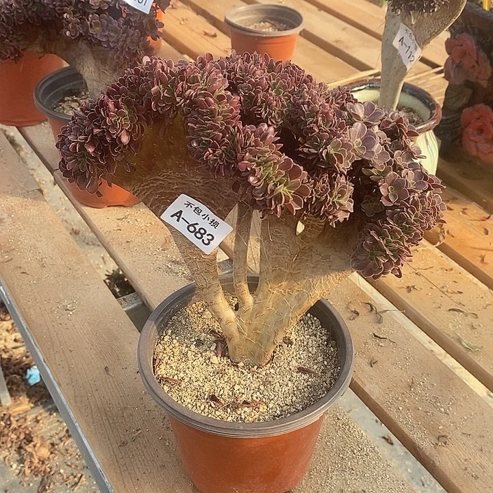 683 欧紫缀宽24 公分微瑕