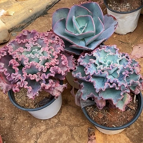 时****花69号包菜系列3颗