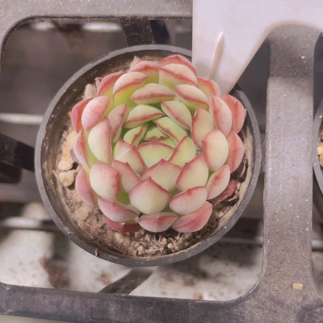 梦幻玫瑰e060一物一拍