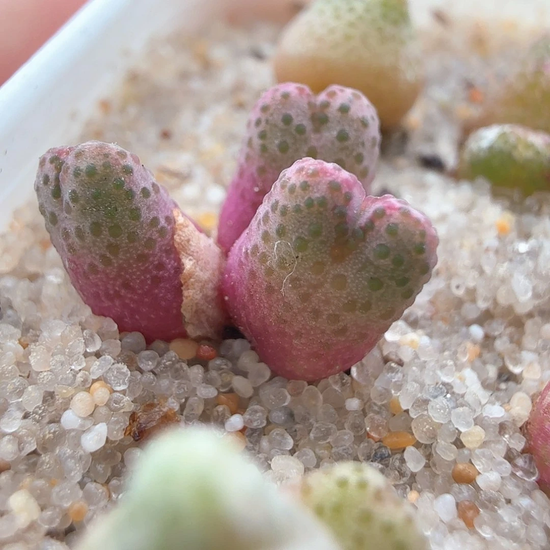 2.22.62/955d斑马宝宝/多肉植物