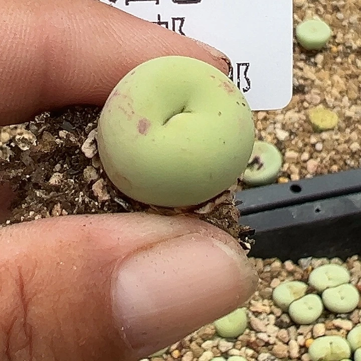 那***a182号小红嘴多肉植物