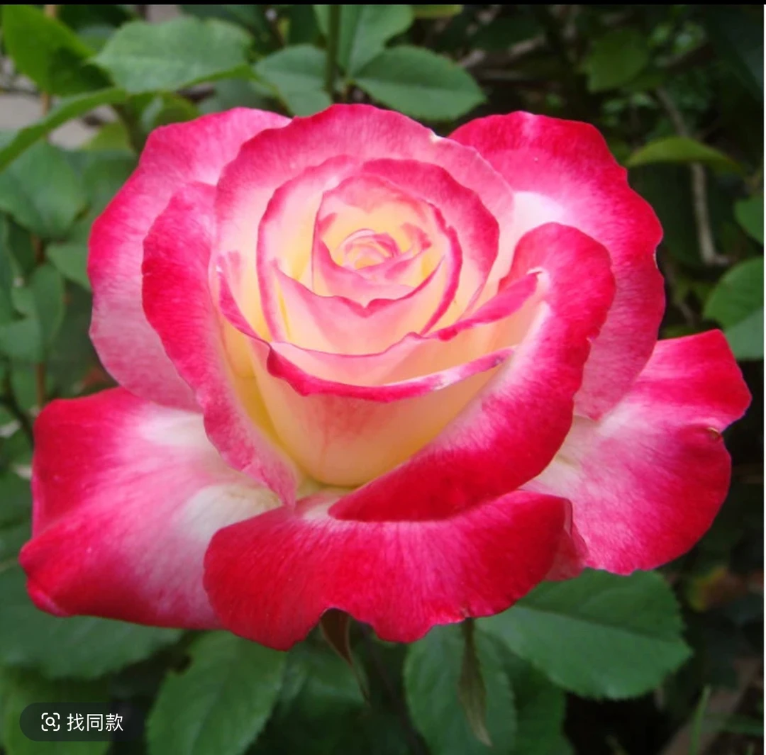 【红双喜】灌木切花大花浓香耐晒抗病性好分支多