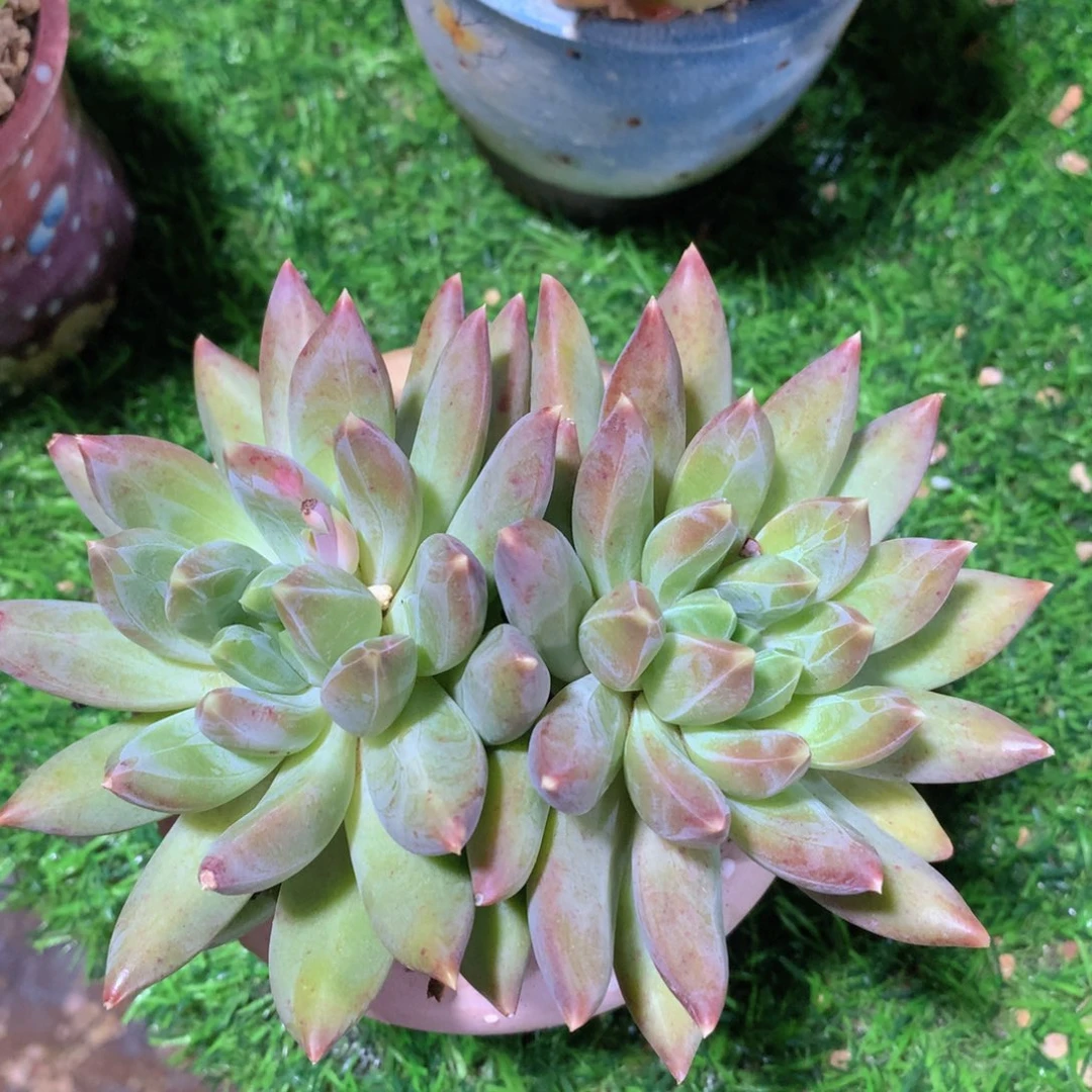 重楼13 公分一物一拍