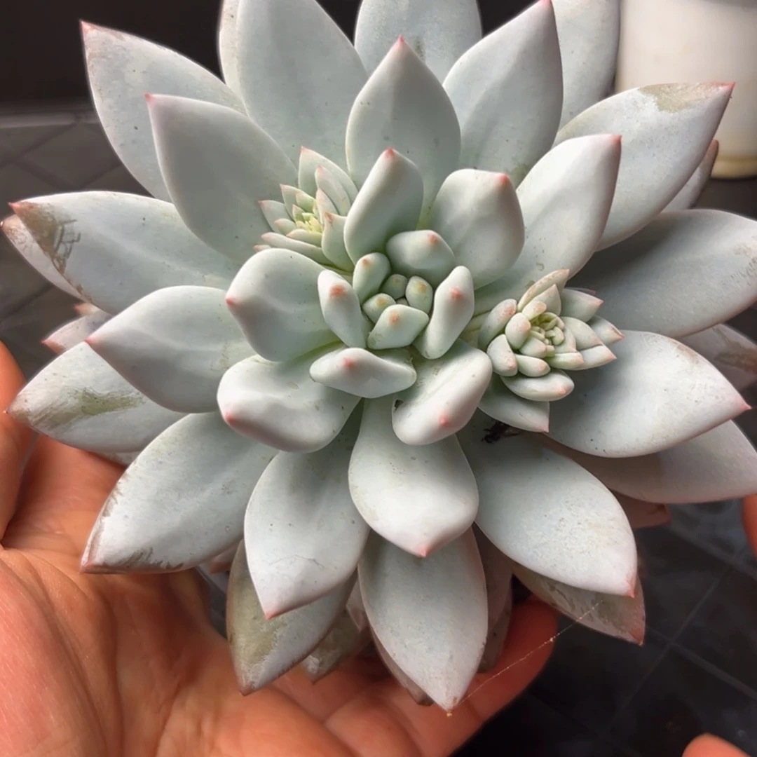 多肉植物一物一拍255