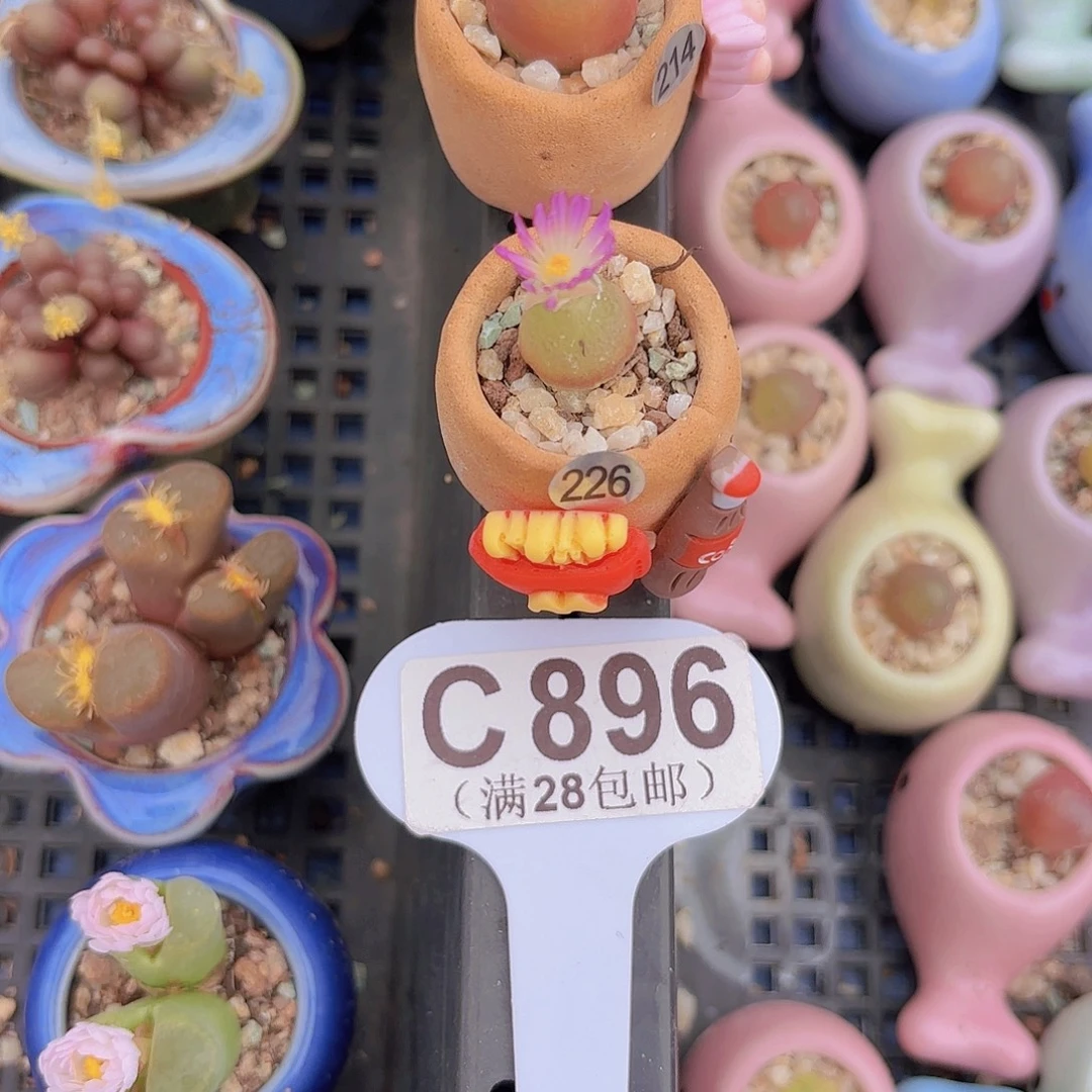 C896灯泡一物一拍