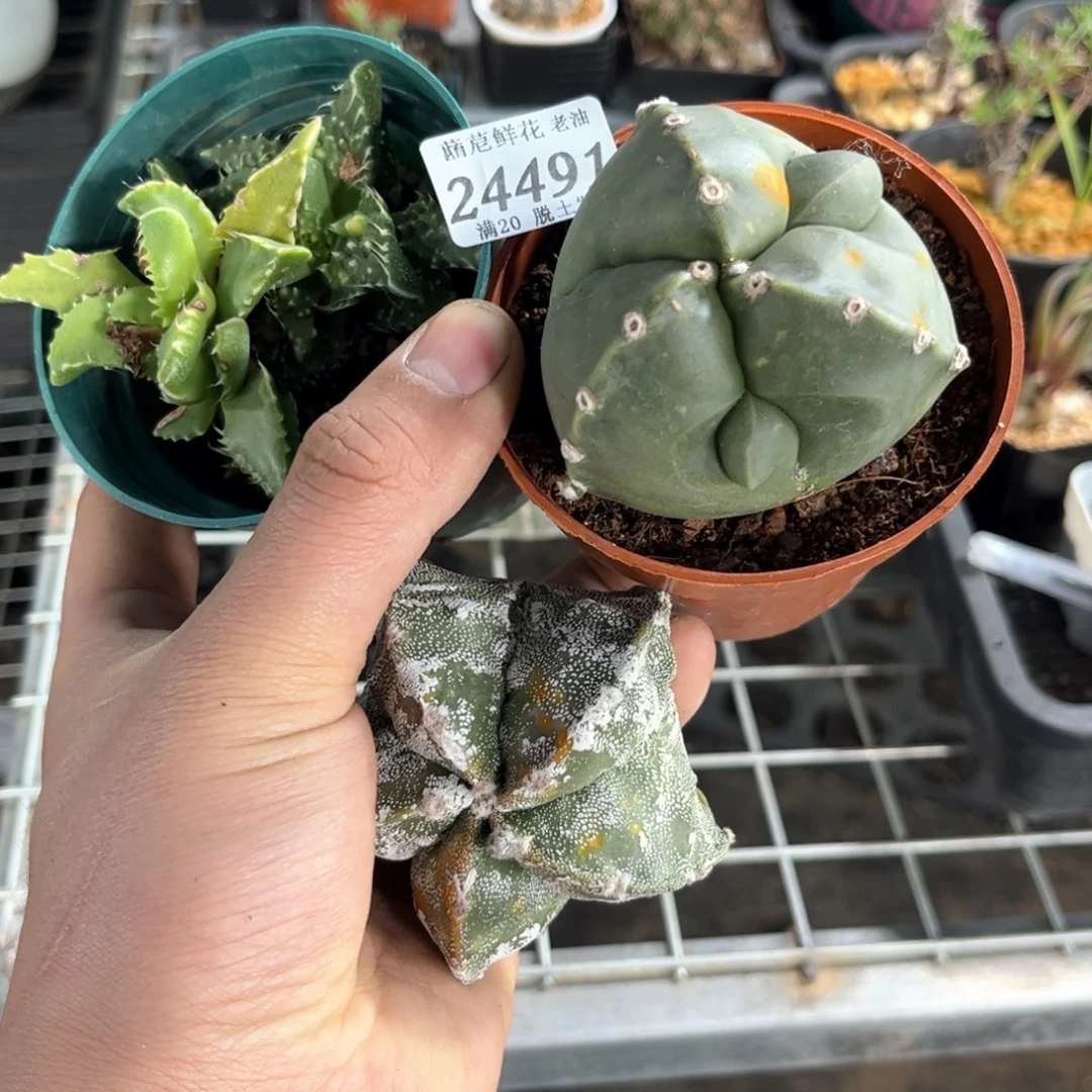 24491一物一拍单头发货