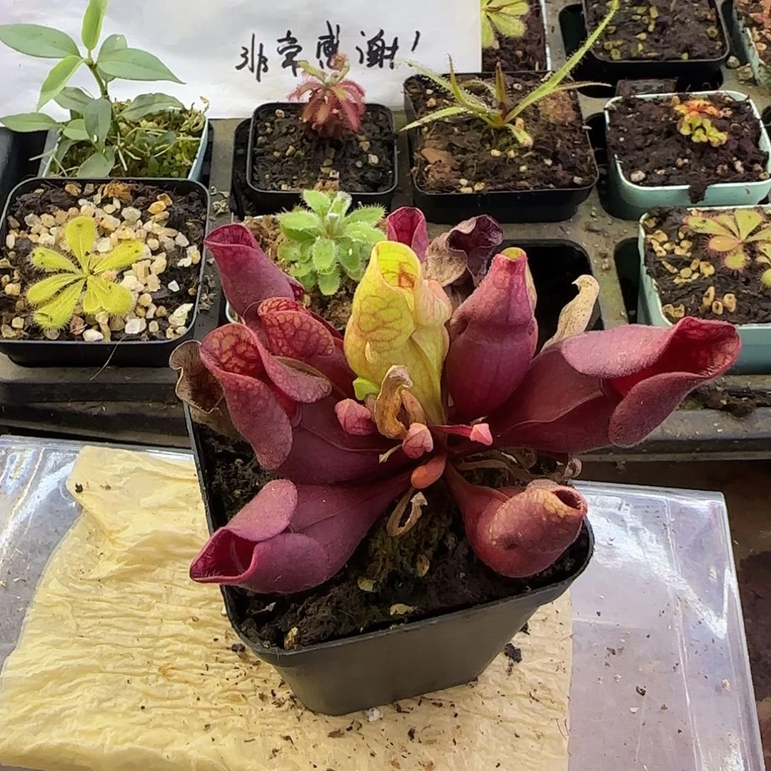 完全开放紫瓶子草