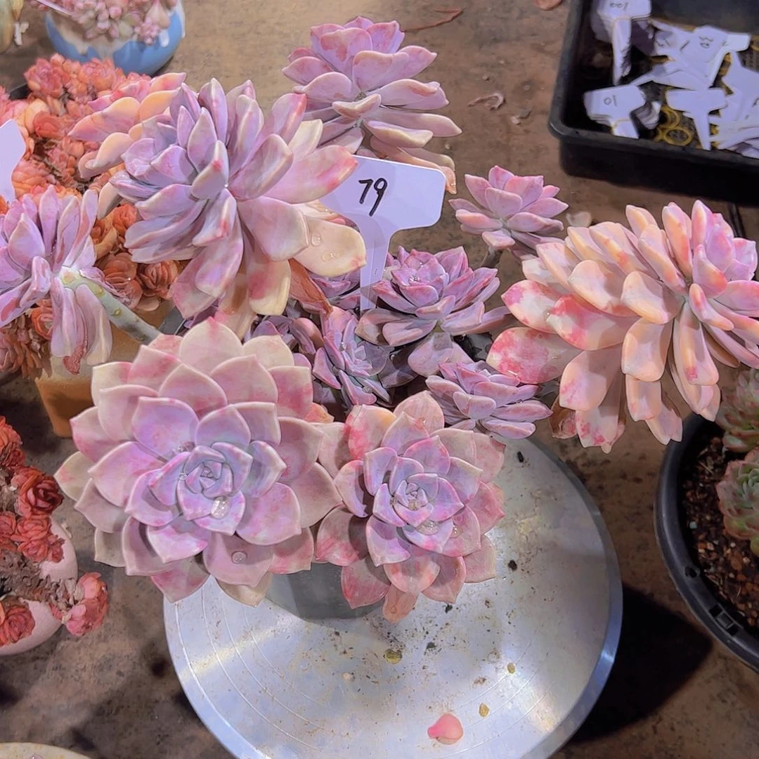 N****d79紫乐锦。。。。。。。