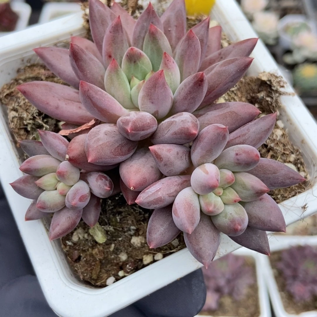6082车厘子多肉植物