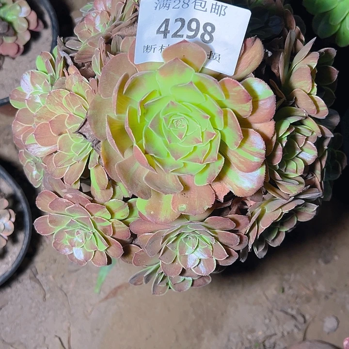 4298花月夜多肉植物