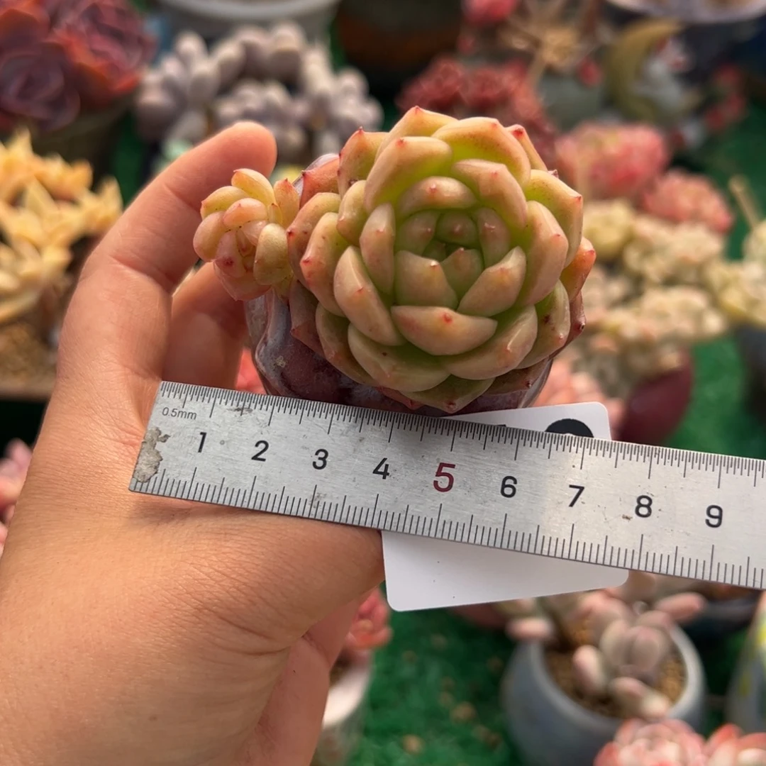 Z**幻616 多肉植物组合盆栽