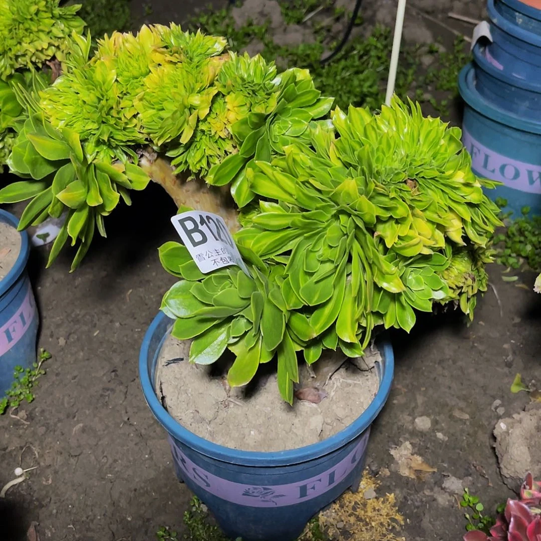 法师法师15–33包邮法师