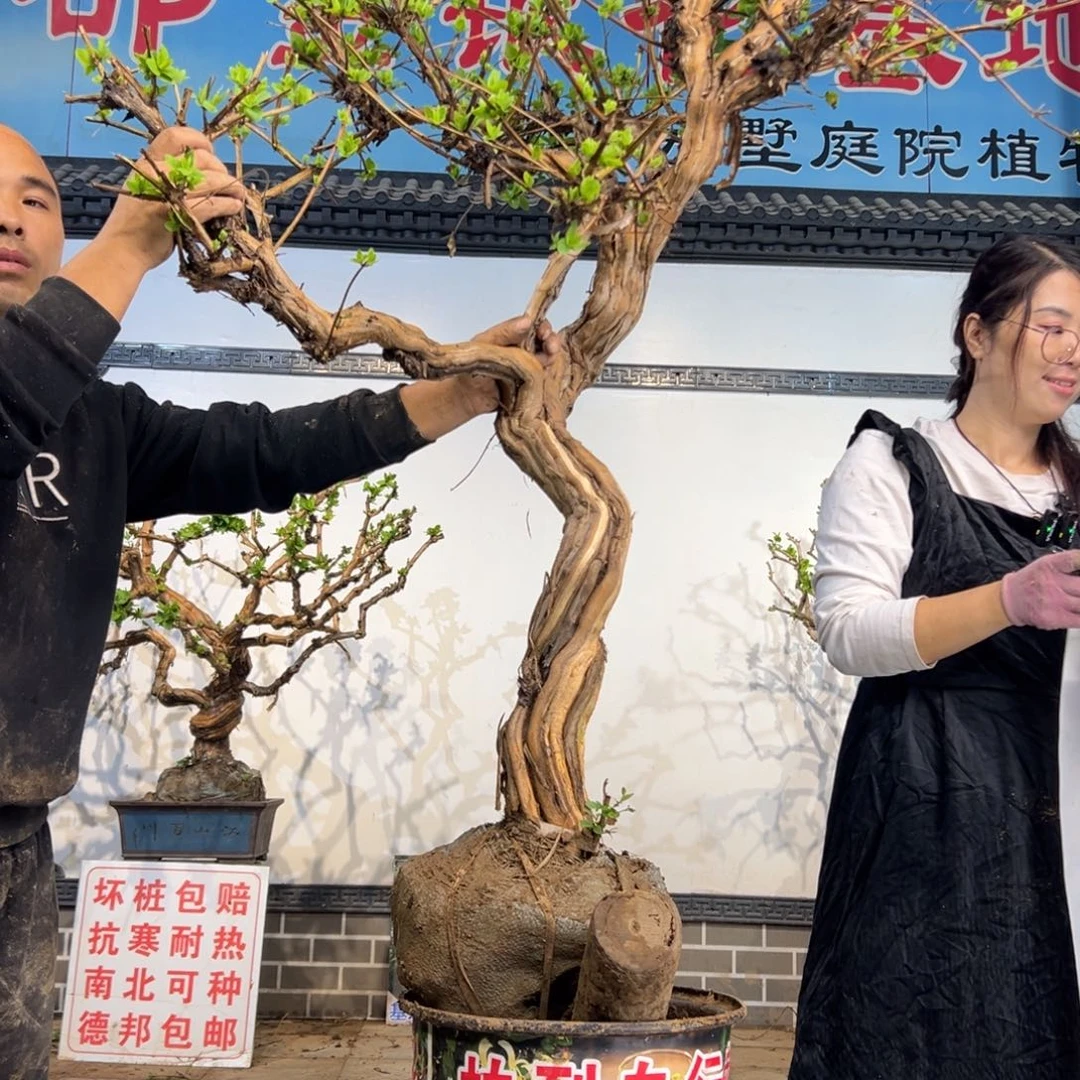 无花朵金银花8888