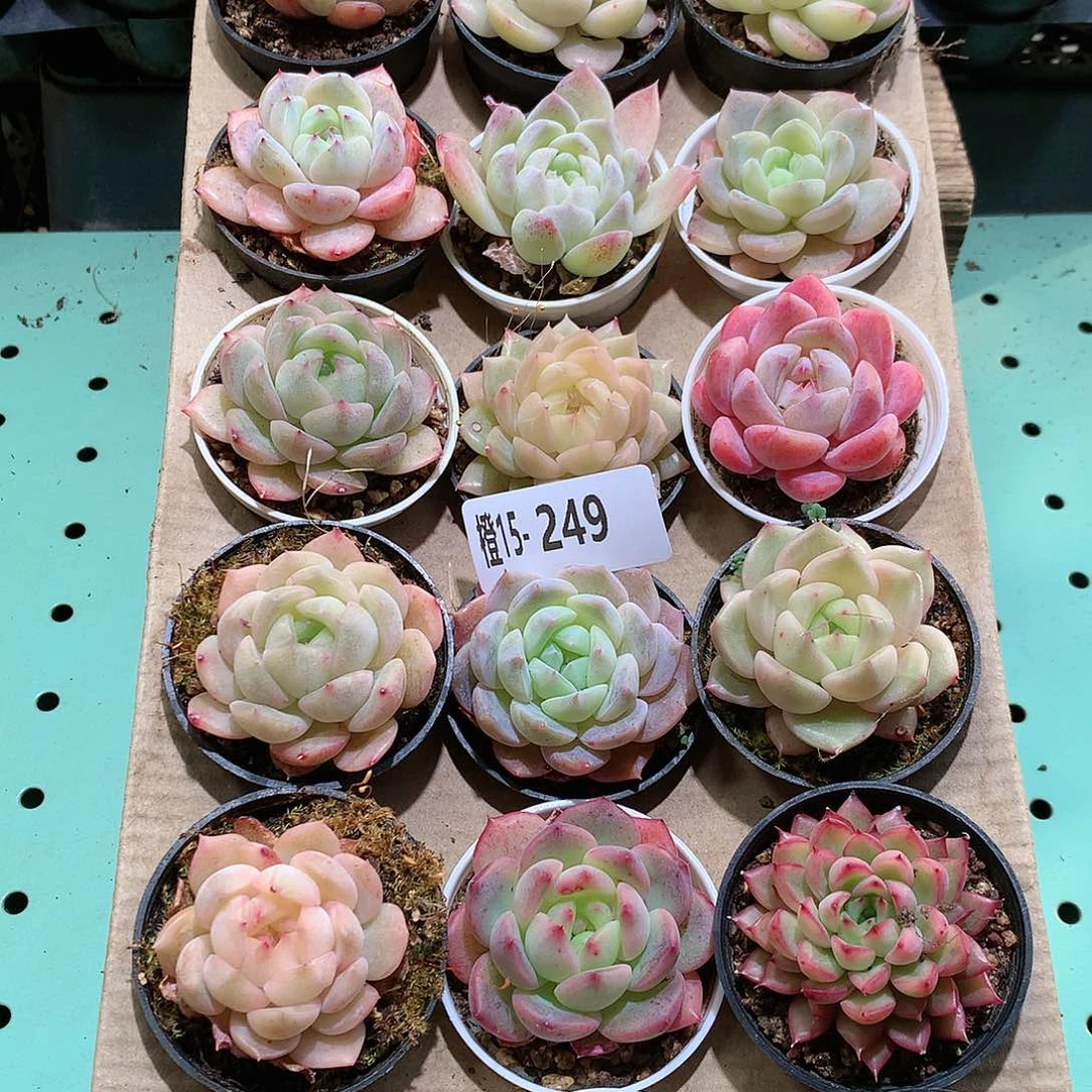 15-249一物一拍带盆18颗。