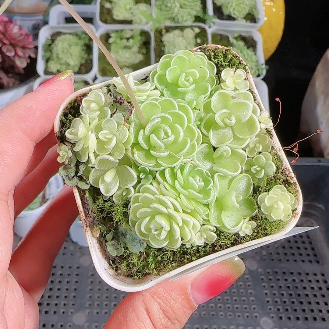 东****0809---39爱丽丝，