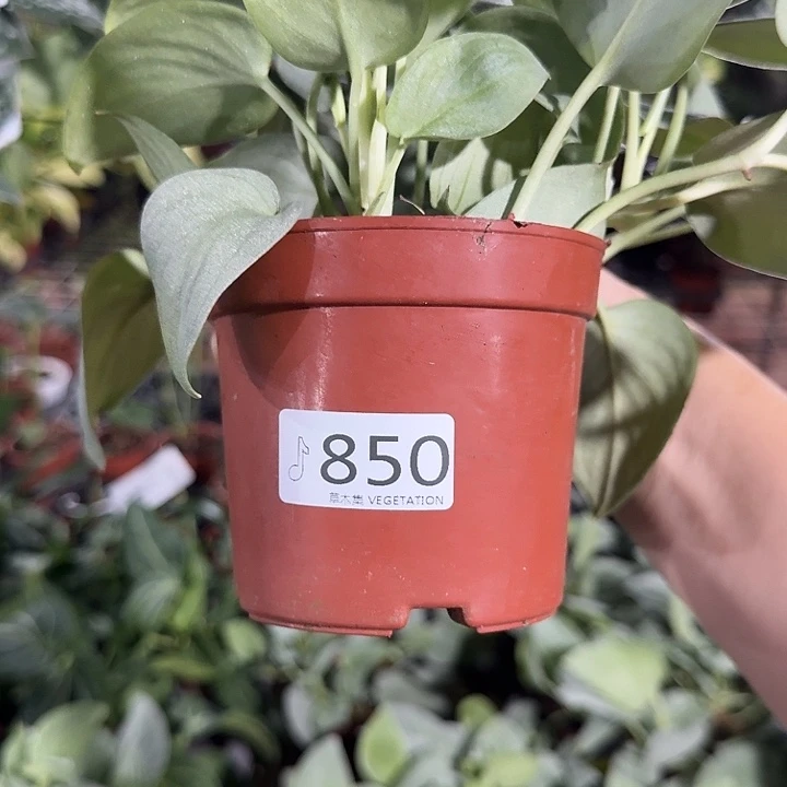 追***王完全开放850银色英雄