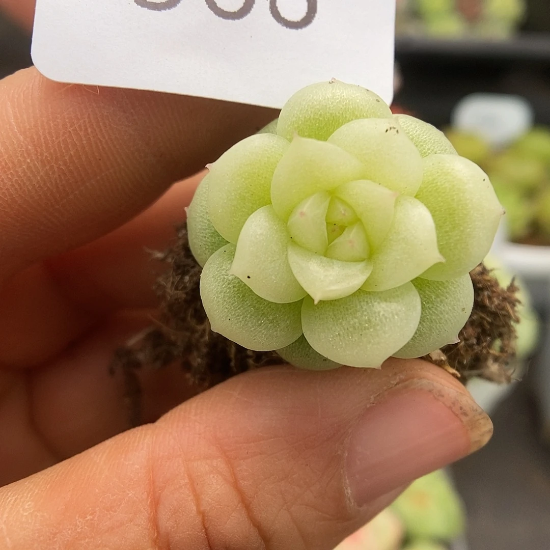 一物一拍一物一拍926-366