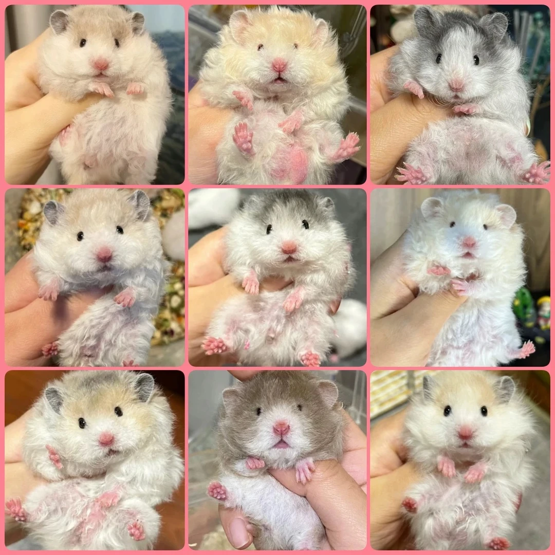 （包售后15天)家养超级精品胖胖波利熊鼠大王专属链接