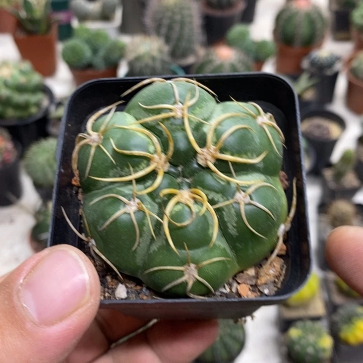 海王特价福利特价