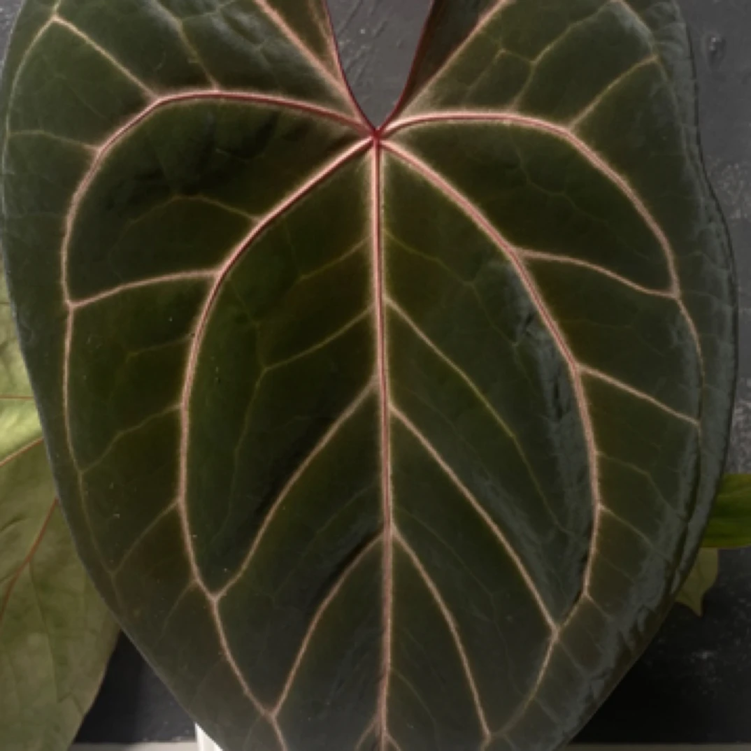 骤雨 Kos✖️戴斯花烛 一物一拍 室内植物 观叶植物