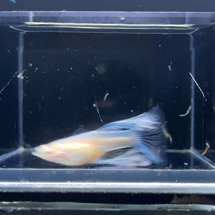 孔雀鱼蓝白绣球一对15