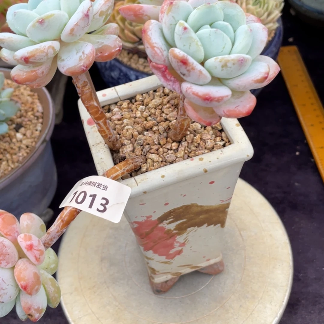 冲***。1013冷香群生多肉植物一物一拍