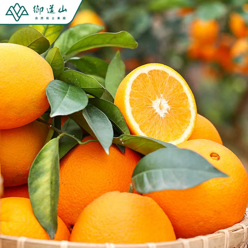 御道山2025赣南脐橙 应季 现摘果园直发 树上成熟皮薄汁多