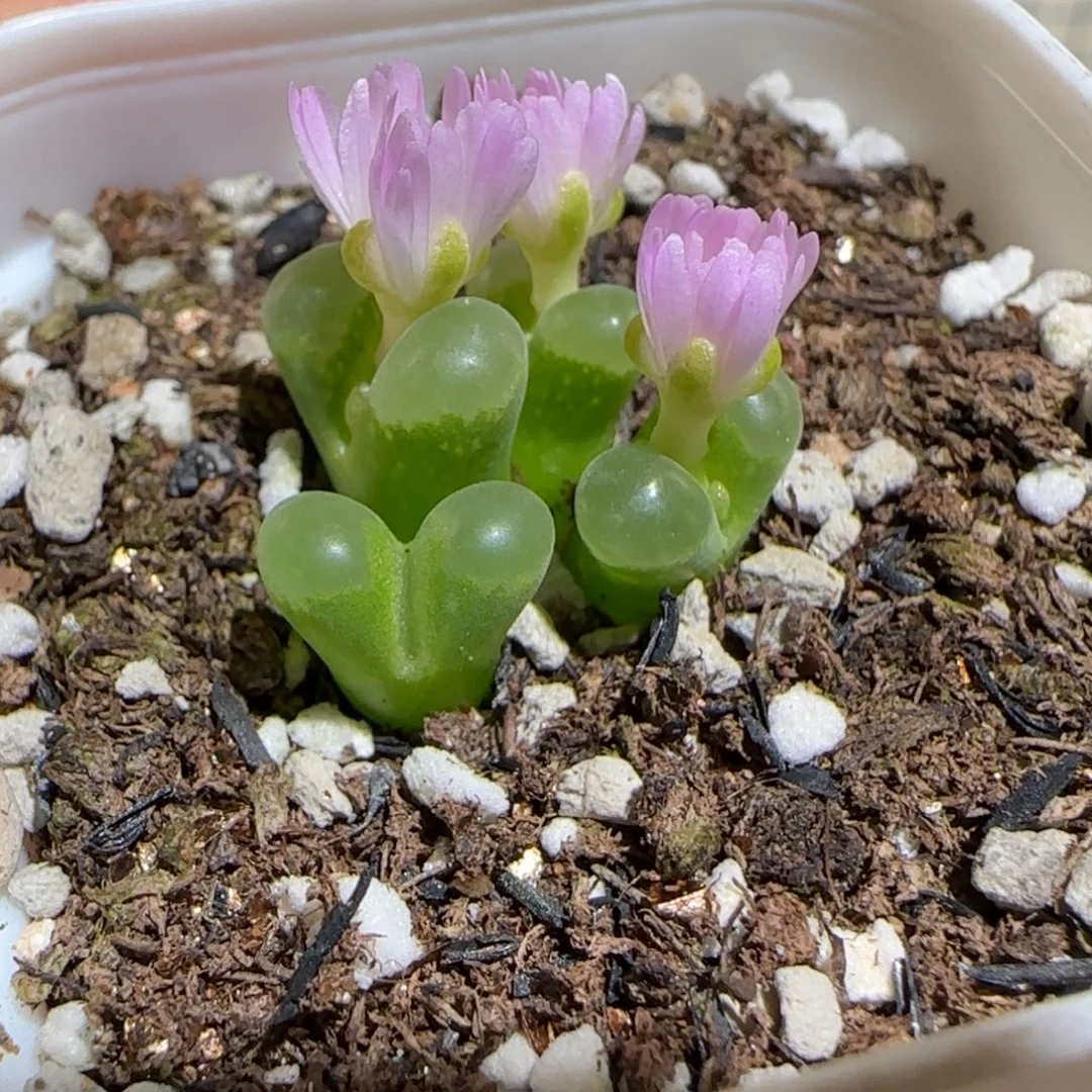 肉锥多肉植物组合-龐点奶瓶145