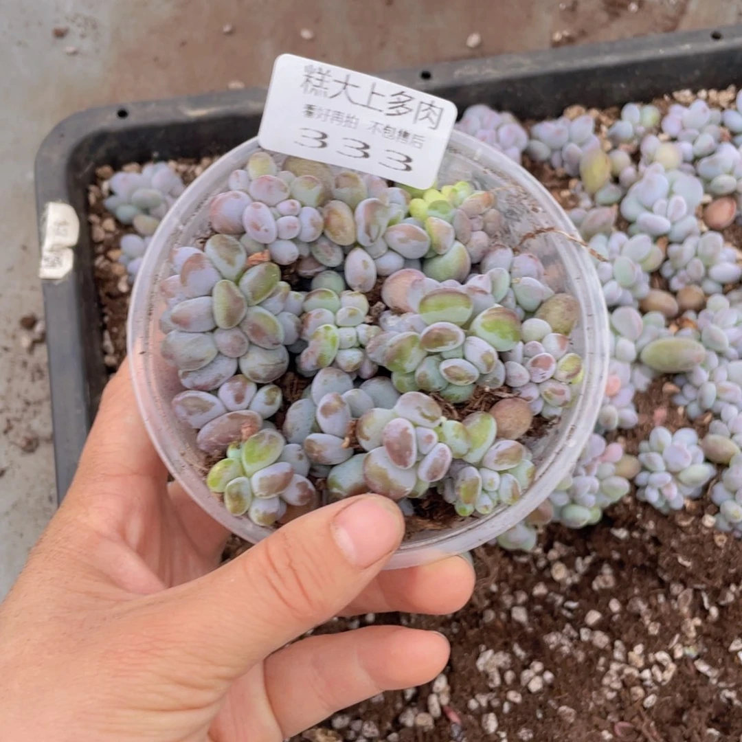 糕大上多肉植物333