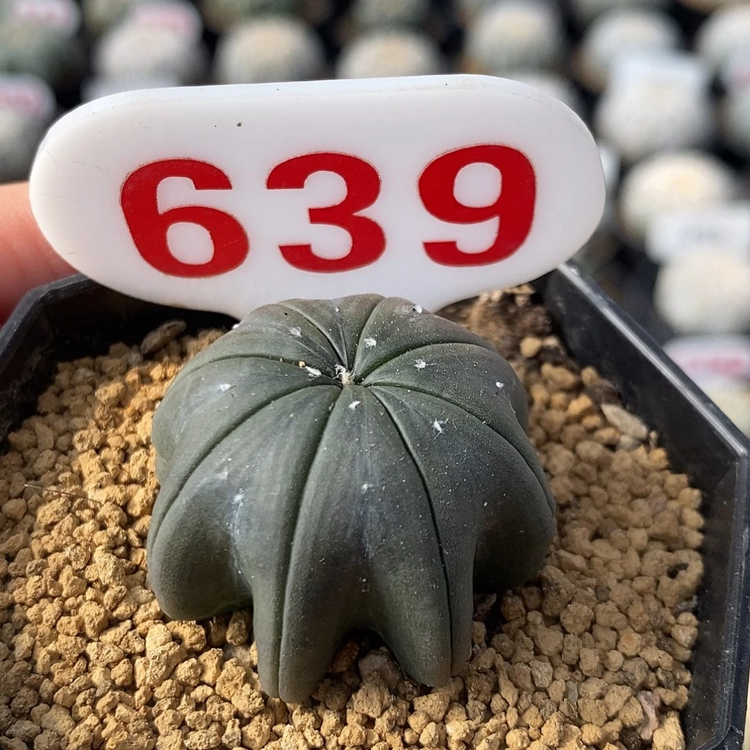 639琉璃八爪海星指纹