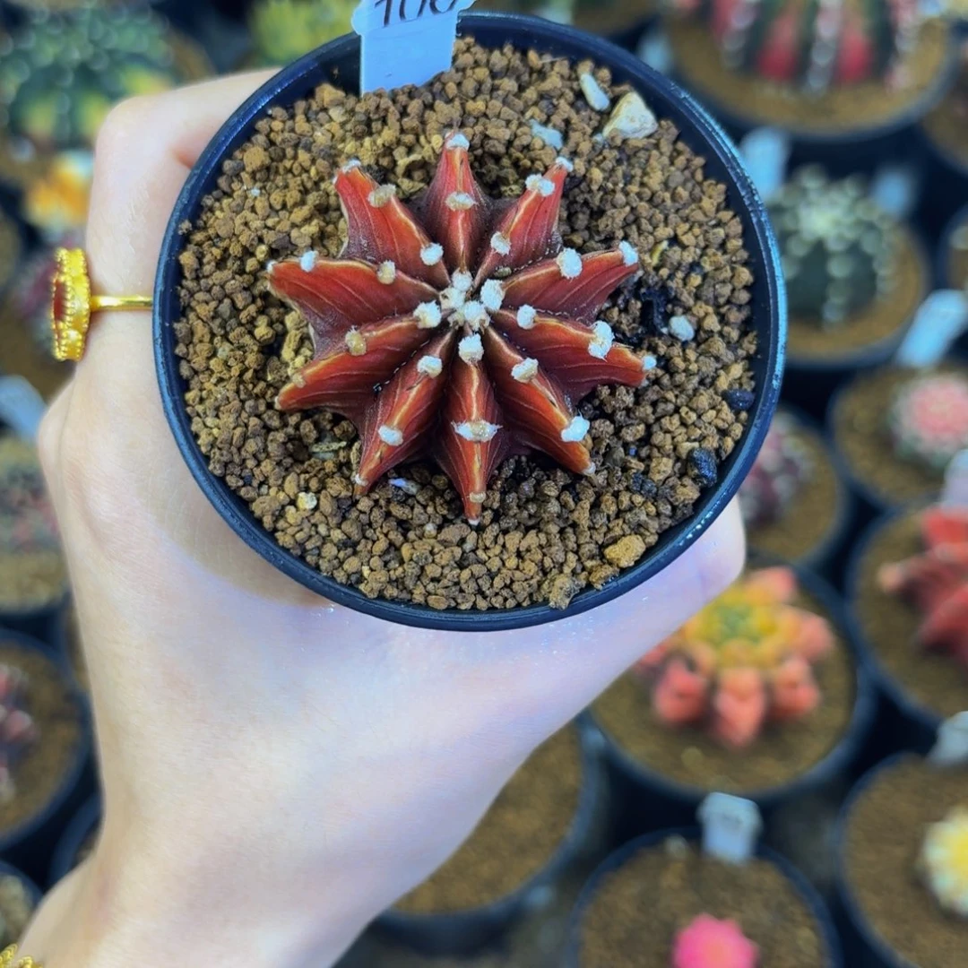 红体柠檬肋骨0000000003