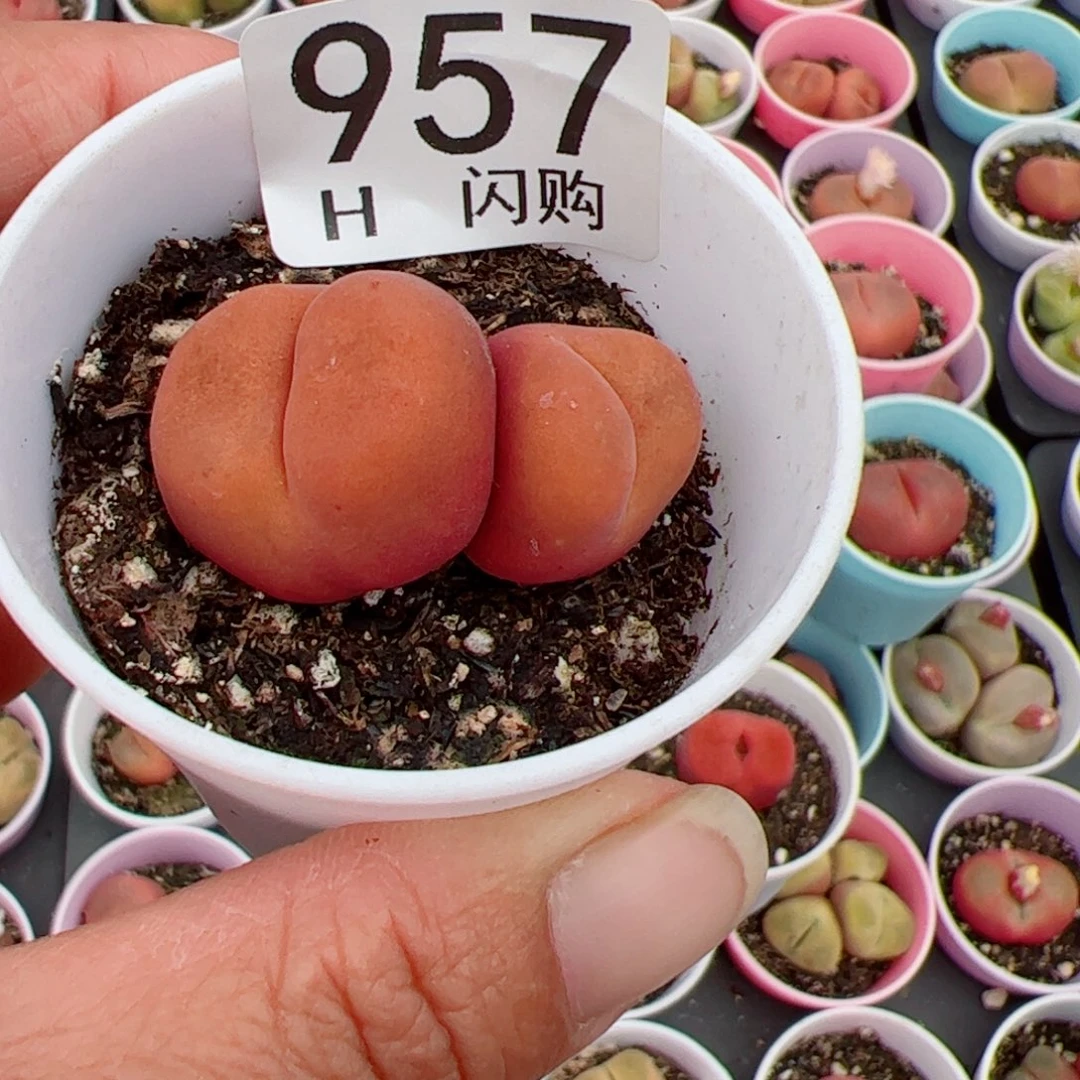 无花朵用****7我很喜欢这个H957