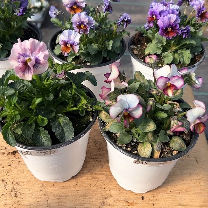 水晶抖音直播闪拍58