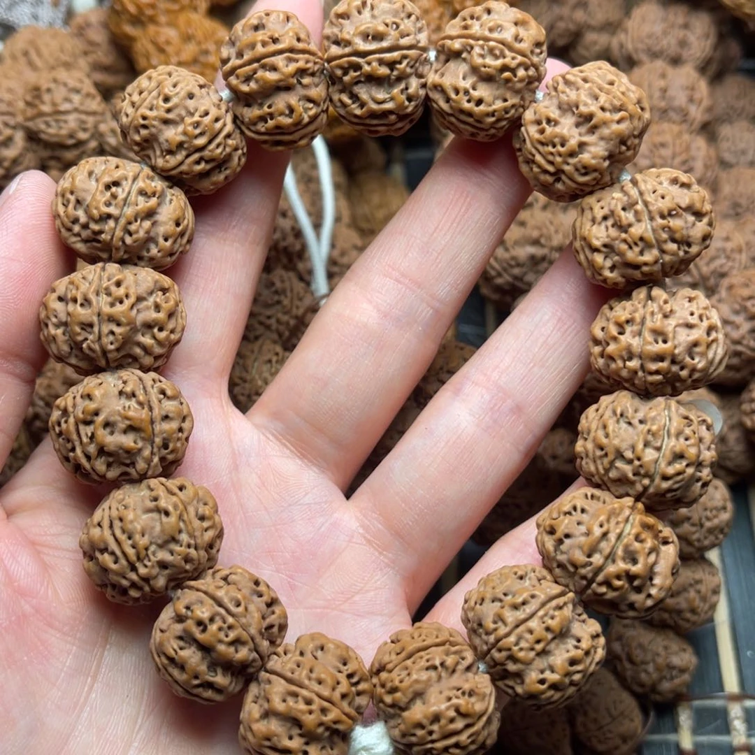 菩提10号金刚菩提矮壮原生态梅花20