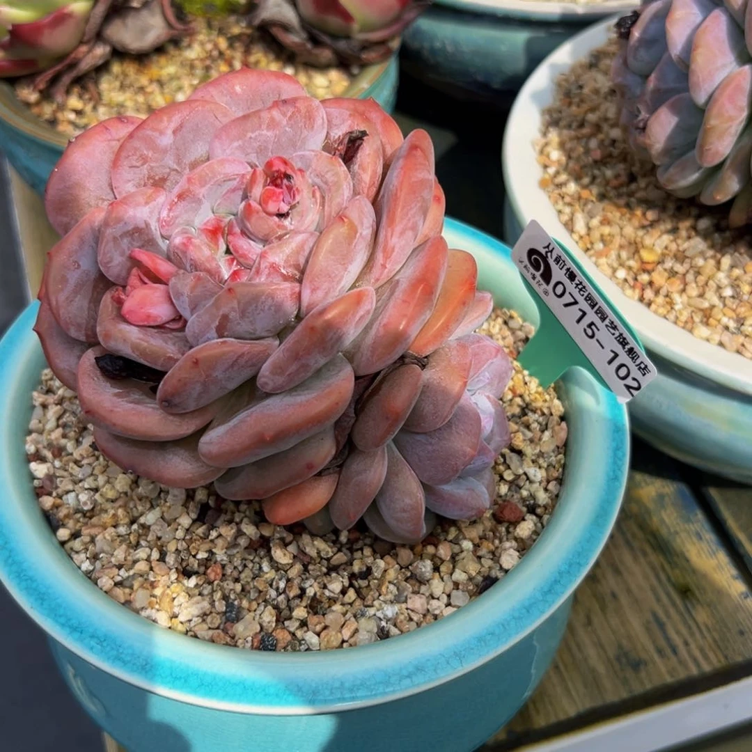 多肉一物一拍0715-102