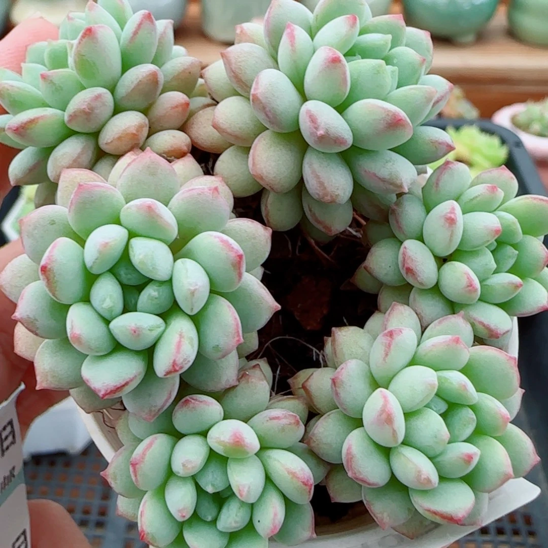 花语逸镜1009-430珍珠痘痘