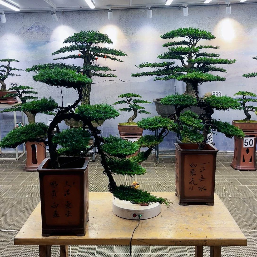 盆景龙爪松盆景艺术欣赏