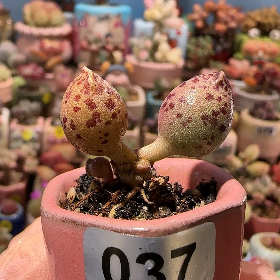 T达摩黄金海豹盆口2.5cm