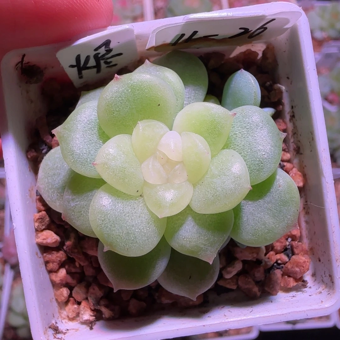 11-26福利无烬月单头