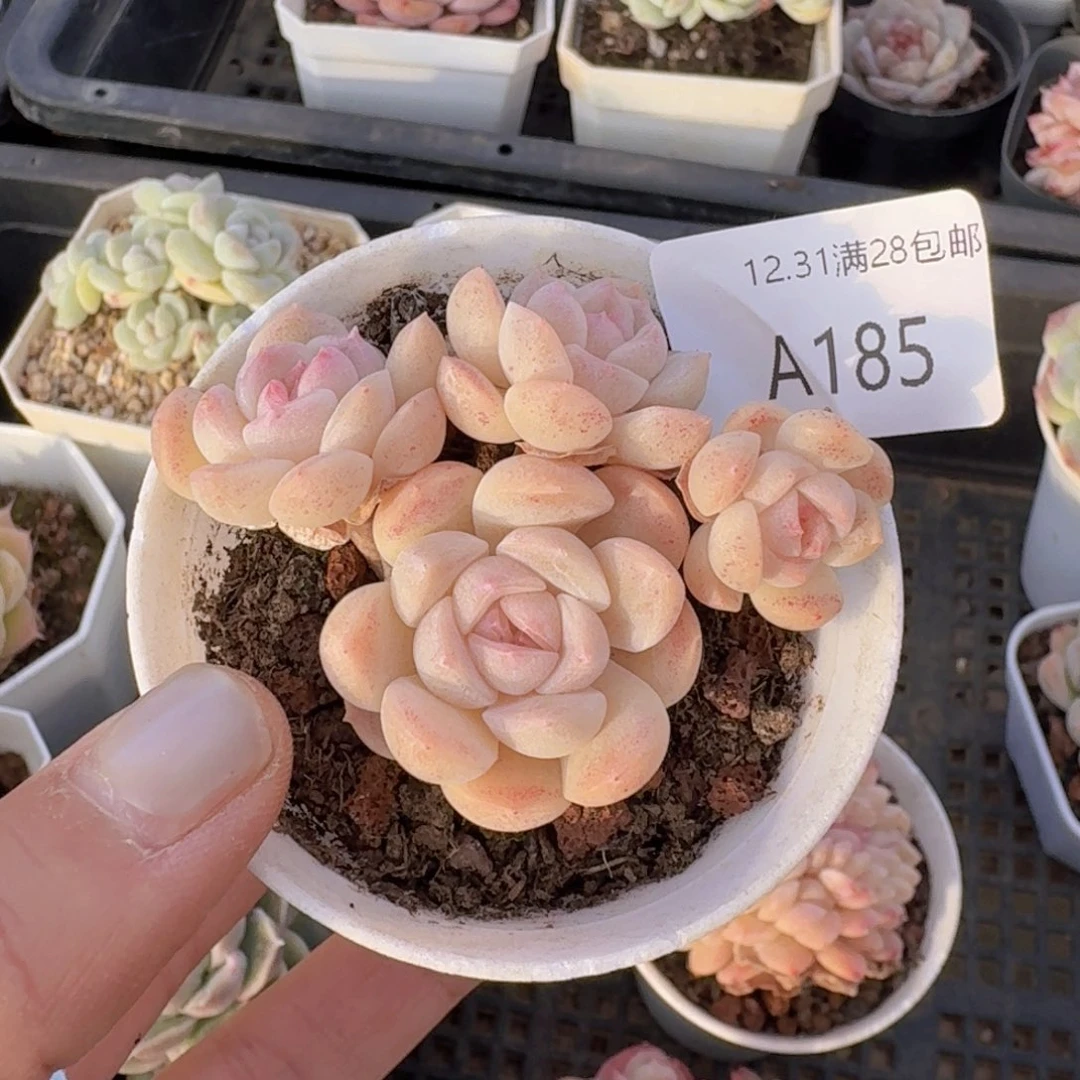 树桩白桃汽水一颗