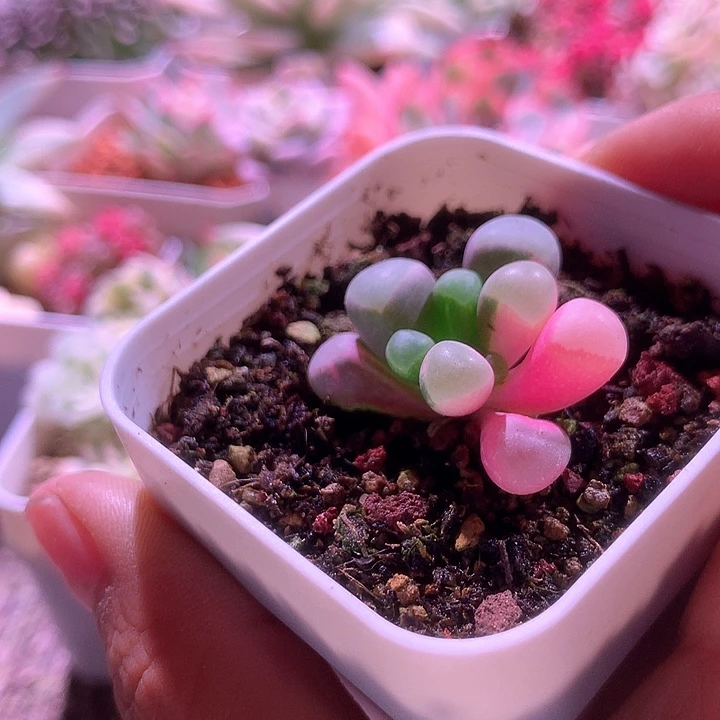 ****圈五十铃玉锦锦锦锦