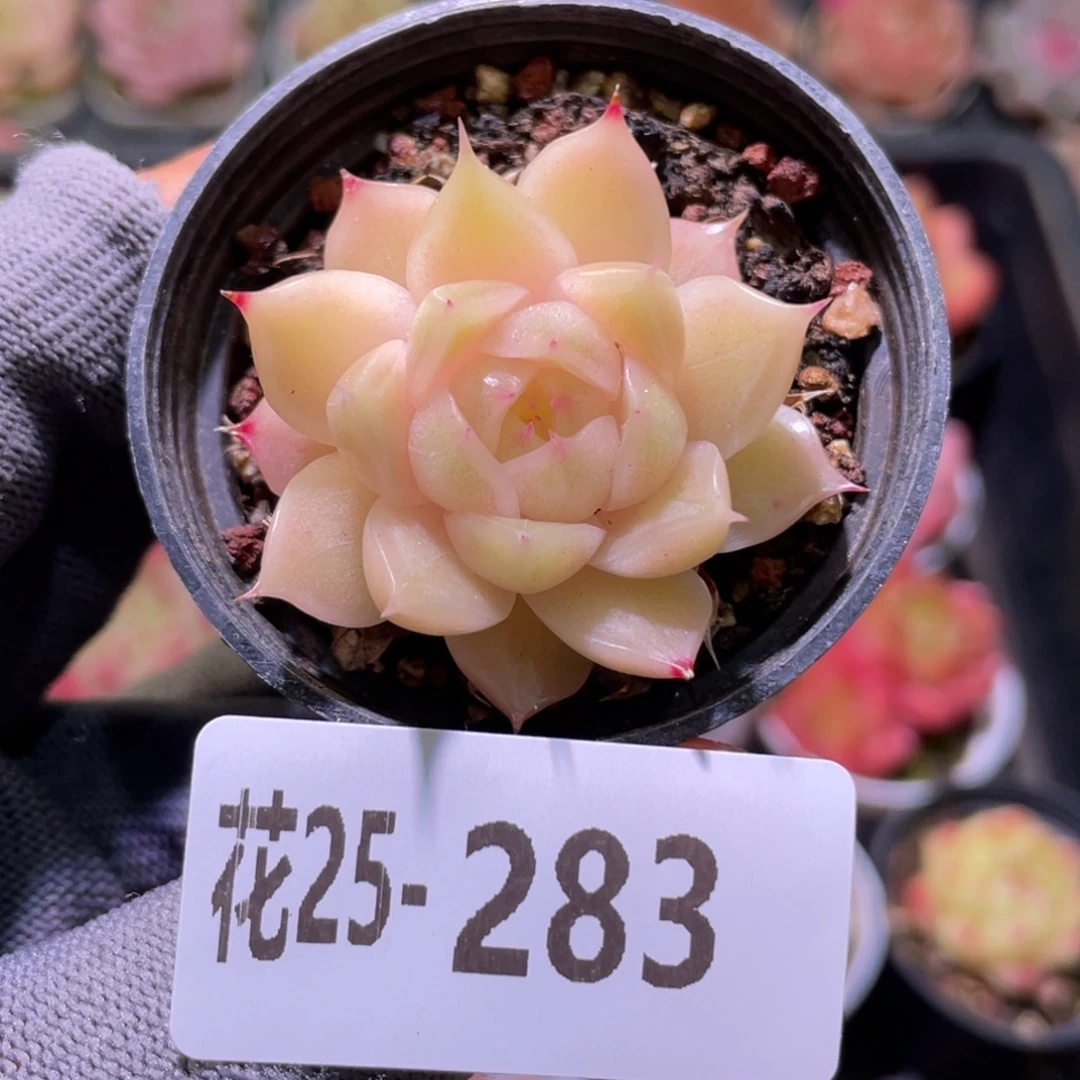 花利美25-283麦秆