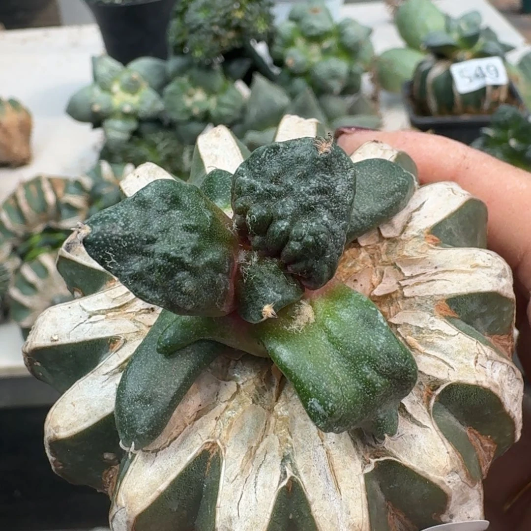【闪购商品】无花朵欢*哥怒涛潜力股588