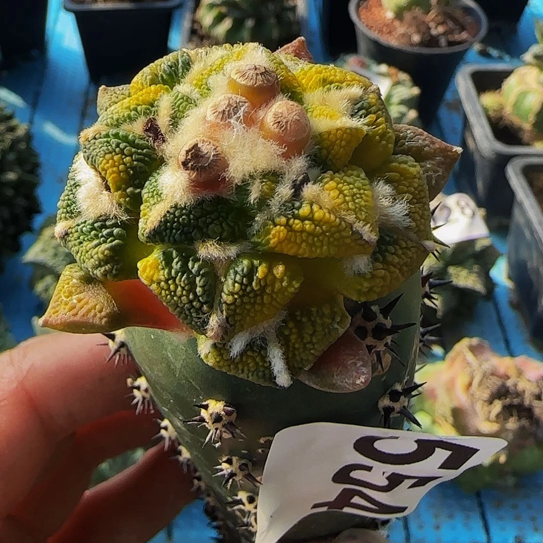 爱**秋大尤黑锦554仙人球开花