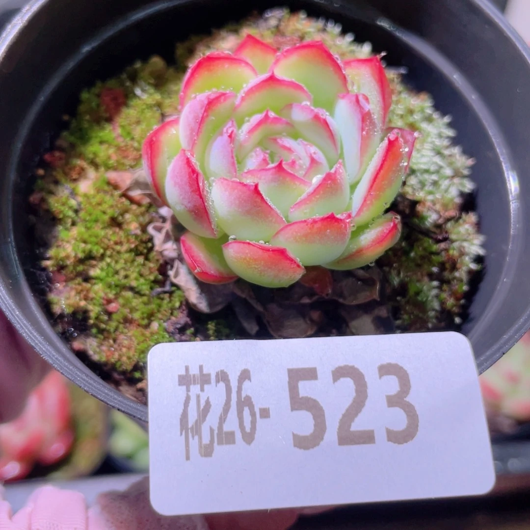 花利美26-523草莓冰