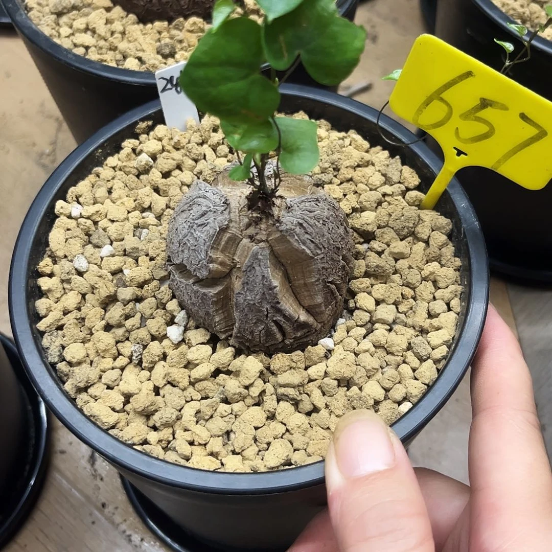 657龟甲龙76586678