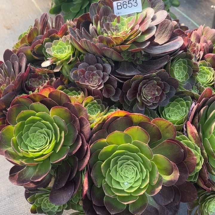 653花月夜多肉植物