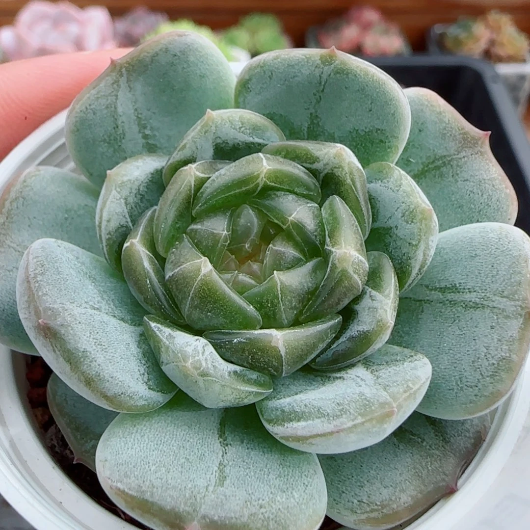 花语逸镜0919-35白色恋人
